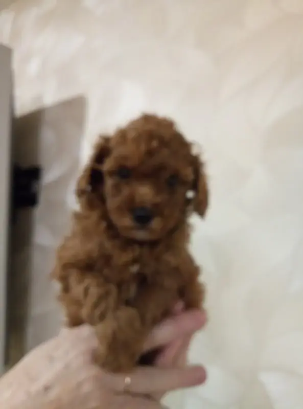 Той Пуделя щенки с родословной