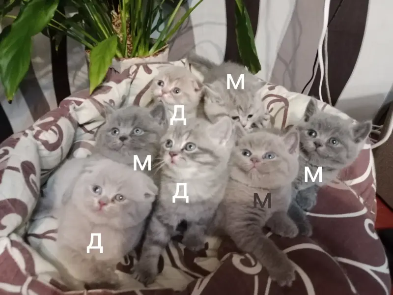 Котята шотландские