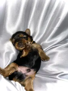 Щенок Йоркширского терьера. Бронь