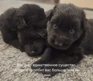 Щенки черной д/ш немецкой овчарки