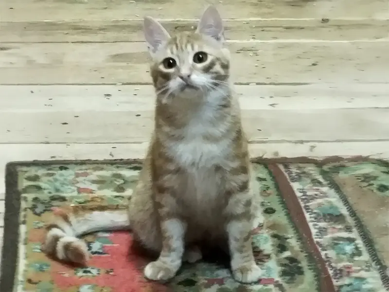 Солнечные рыжие котята Тишка и Рыжик в дар