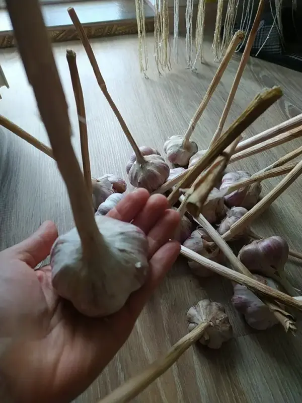 Кабачки и чеснок из деревни