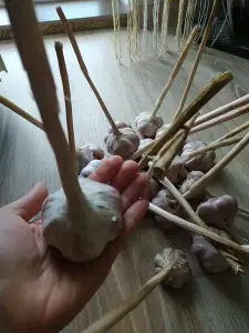 Кабачки и чеснок из деревни