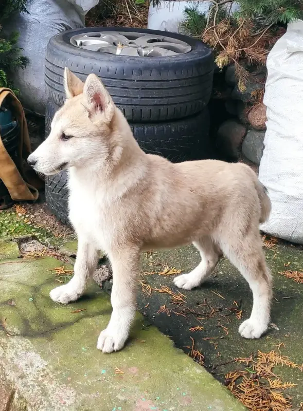 Продается щенок западно сибирской лайки