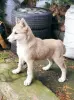 Продается щенок западно сибирской лайки