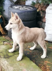 Продается щенок западно сибирской лайки