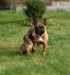 Французский бульдог