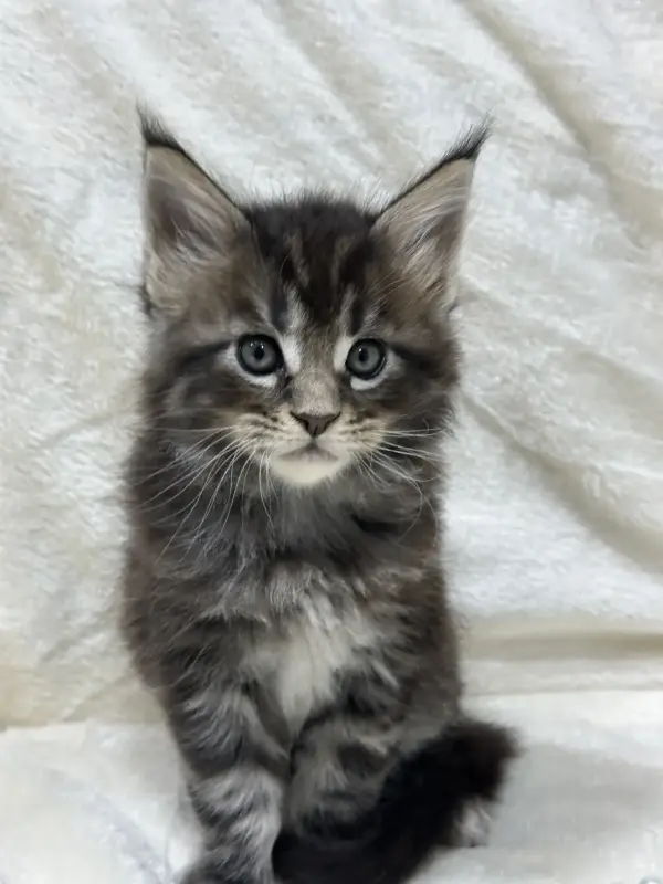 Мейн-Кун котята