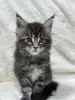Мейн-Кун котята