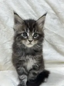 Мейн-Кун котята