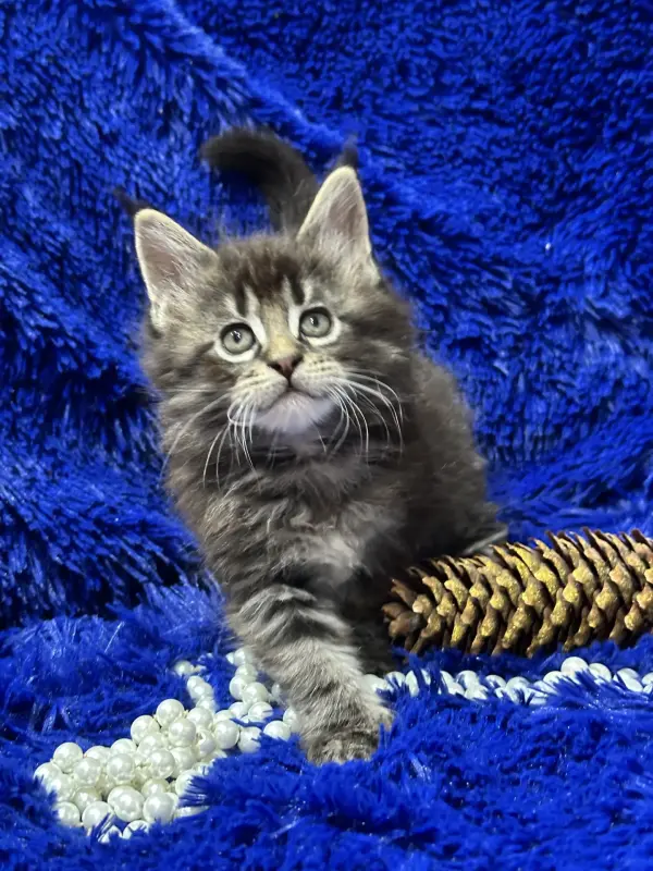 Мейн-Кун мальчик