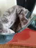 Сапожки женские зимние