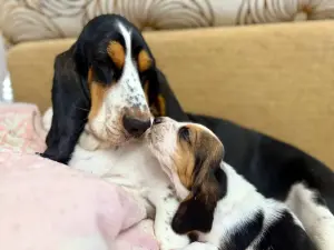 Бассет-хаунд, щенки с родословной