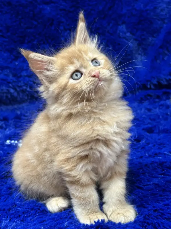 Мейн-Кун девочка