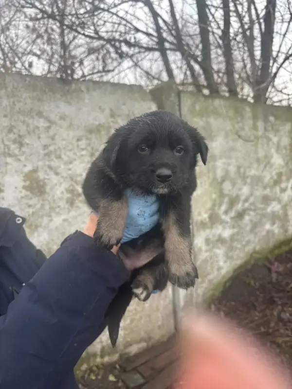 Щенки в дар