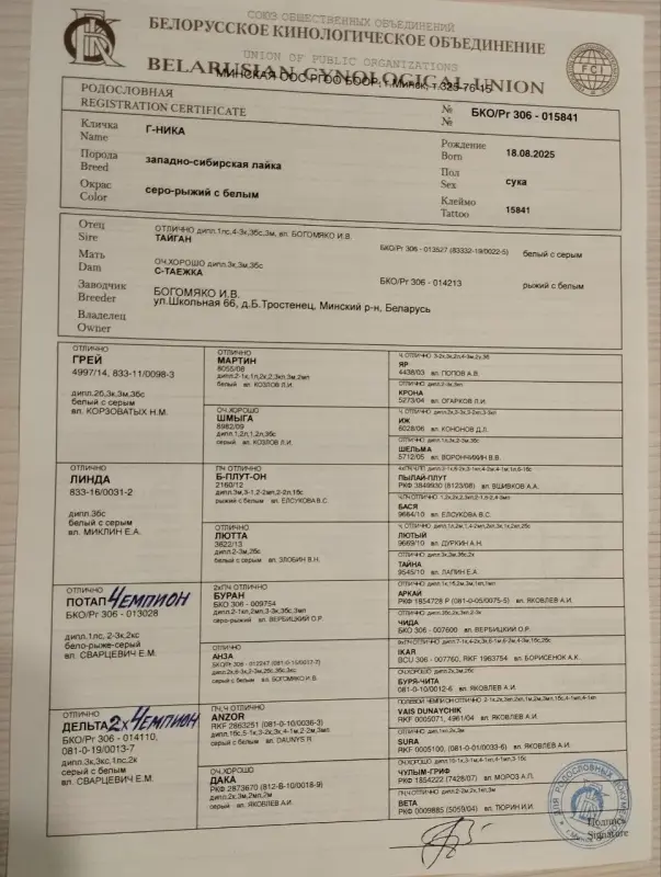 Продается щенок западно сибирской лайки