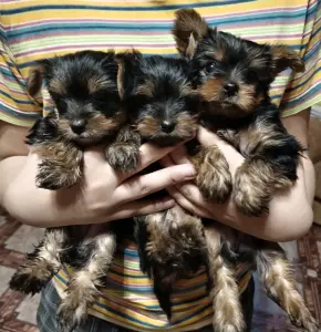 Щенки Йоркширского терьера