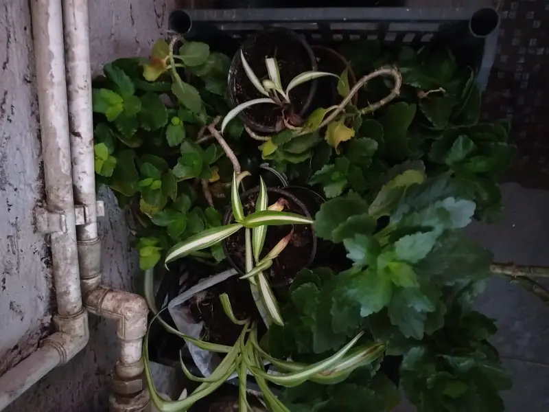 Растения ('оптом') Прудок