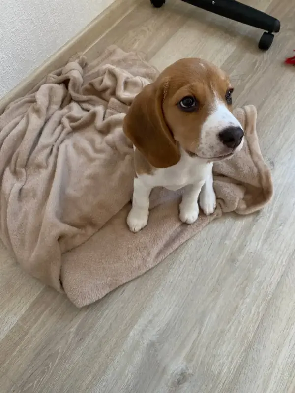 Щенок Бигль