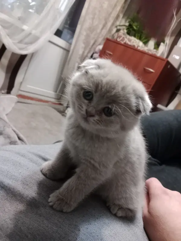 Котята шотландские