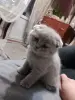Котята шотландские