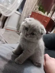 Котята шотландские