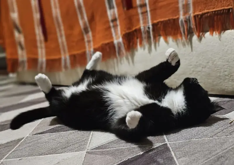 Очаровательная кошка Соня в дар