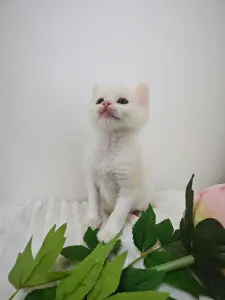 Белый котенок