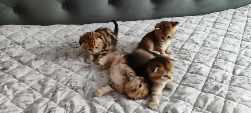 Шотландские котята