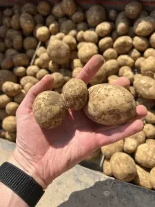 Картофель Ривьера