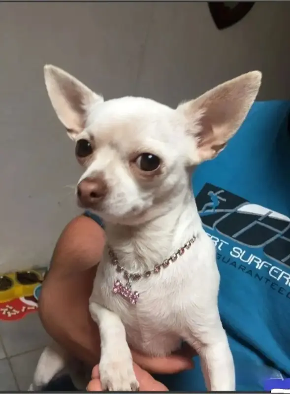 Ошейник-колье