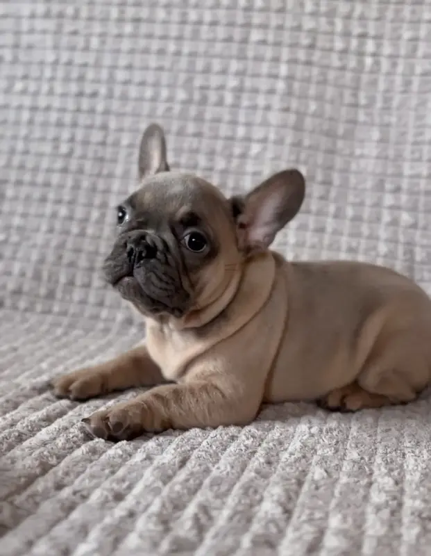 Французский бульдог мальчик