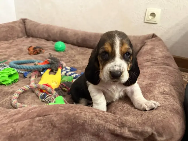 Бассет-хаунд, щенки с родословной