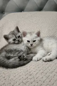 Шотландские котята прямоухие