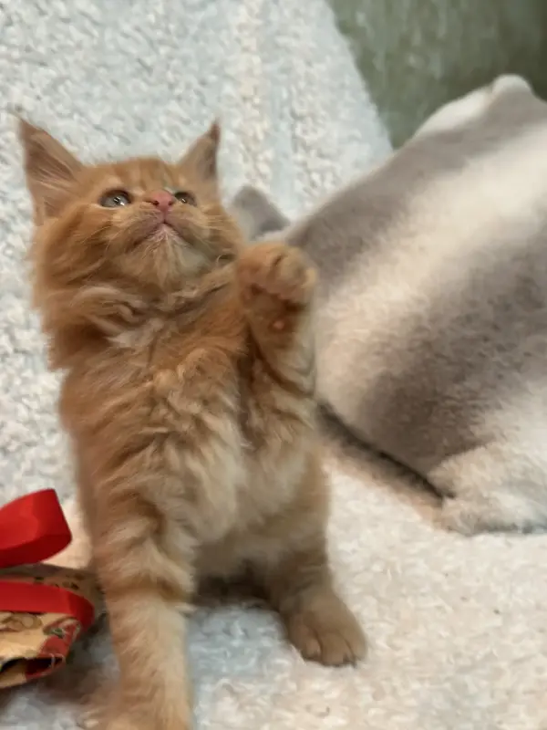 Мейн-Кун котенок