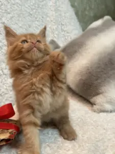 Мейн-Кун котенок