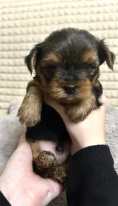 Щенок Йоркширского терьера. Щенки Йорка мальчики