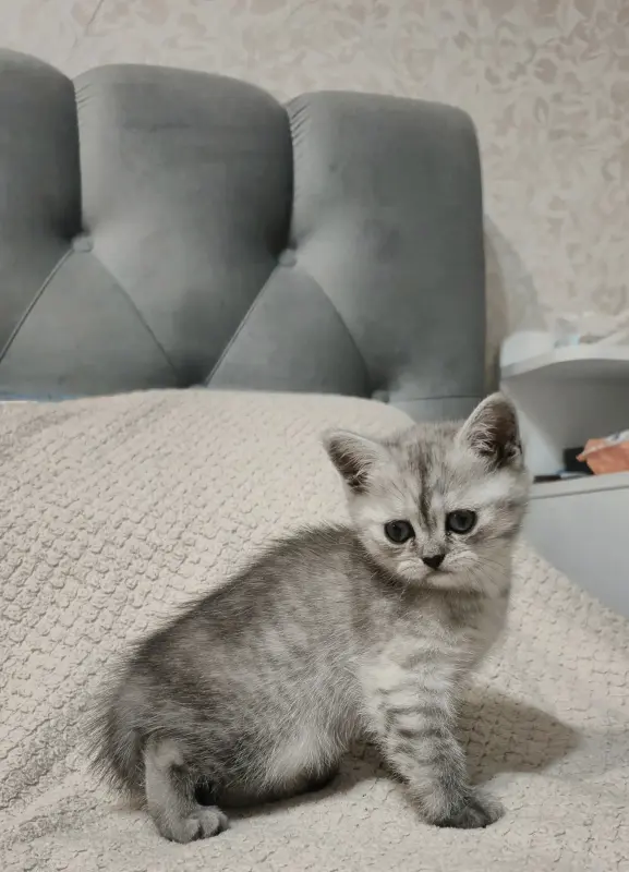 Шотландские котята прямоухие