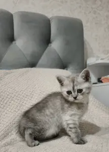 Шотландские котята прямоухие