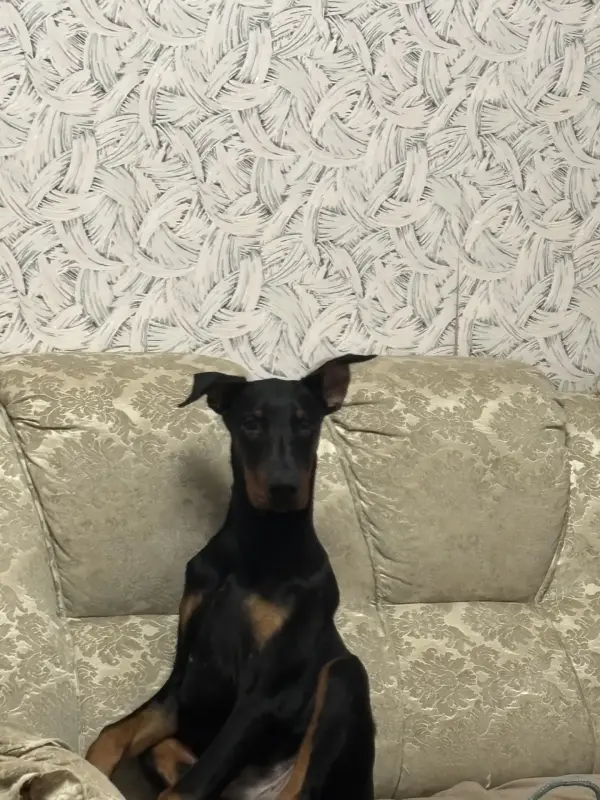 Щенок добермана