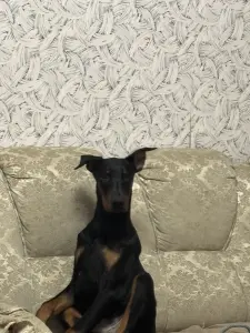 Щенок добермана