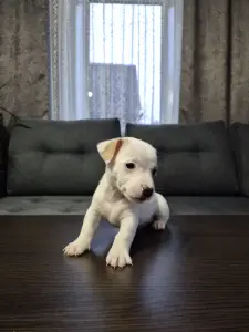 Щенки Джек-рассел-терьера