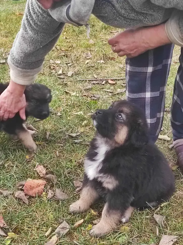 Щенки в дар