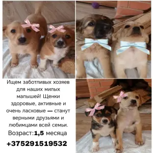 Любящие щенки для Вашей семьи