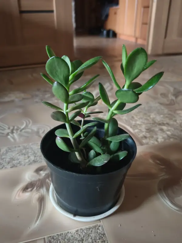 Дерево толстянка