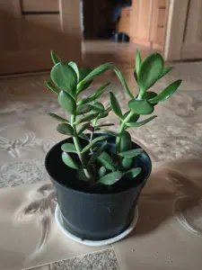 Дерево толстянка