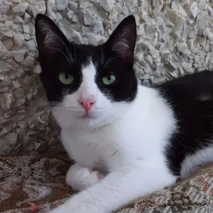 Котята и кошечки а добрые руки.Минск