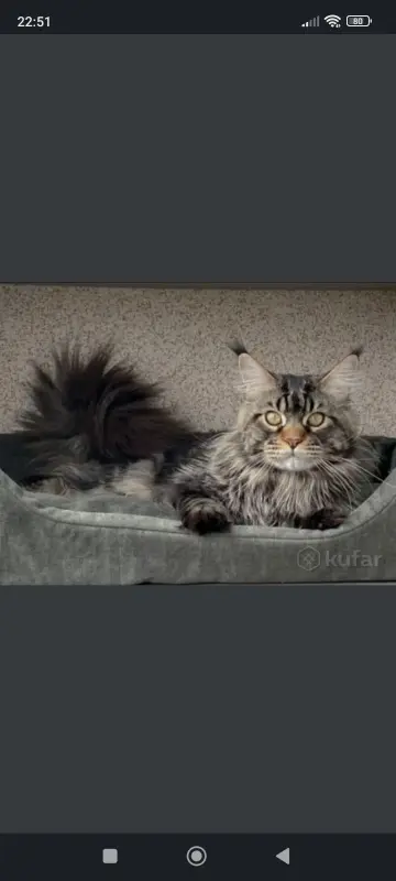 Котята Мейн-куны