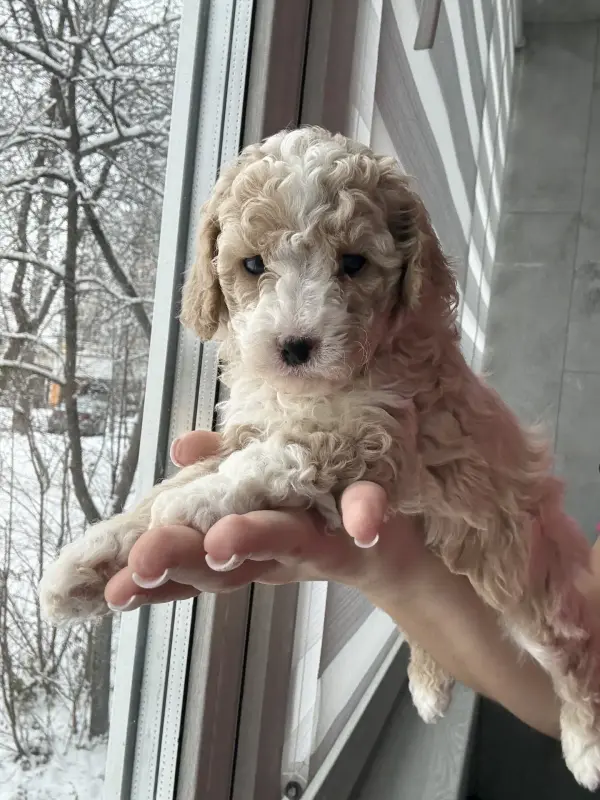 Мальтипу девочки / мальчики