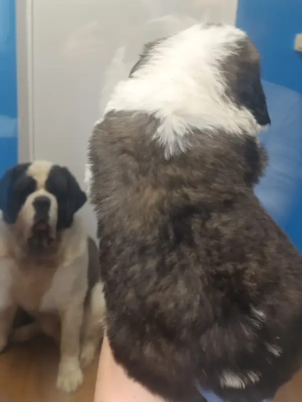 Щенки сенбернара